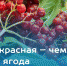 Калина красная – чем полезна осенняя ягода - Газета Дятьковский вестник